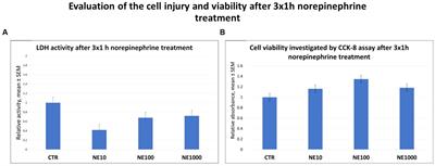 Molecular effects of intermittent stress on primary feline uroepithelial cell culture as an in vitro model of feline idiopathic cystitis